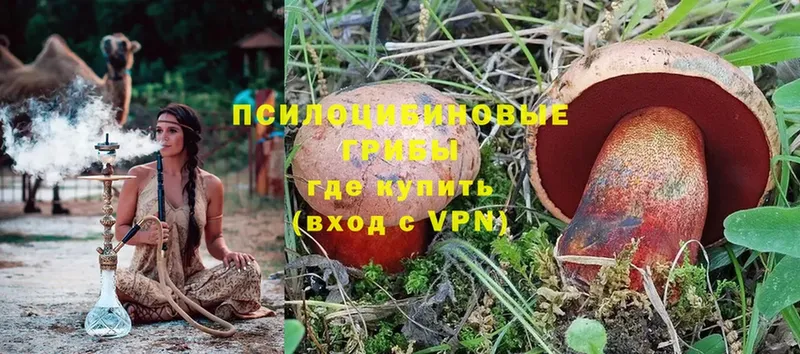 Псилоцибиновые грибы Psilocybine cubensis  Зуевка 